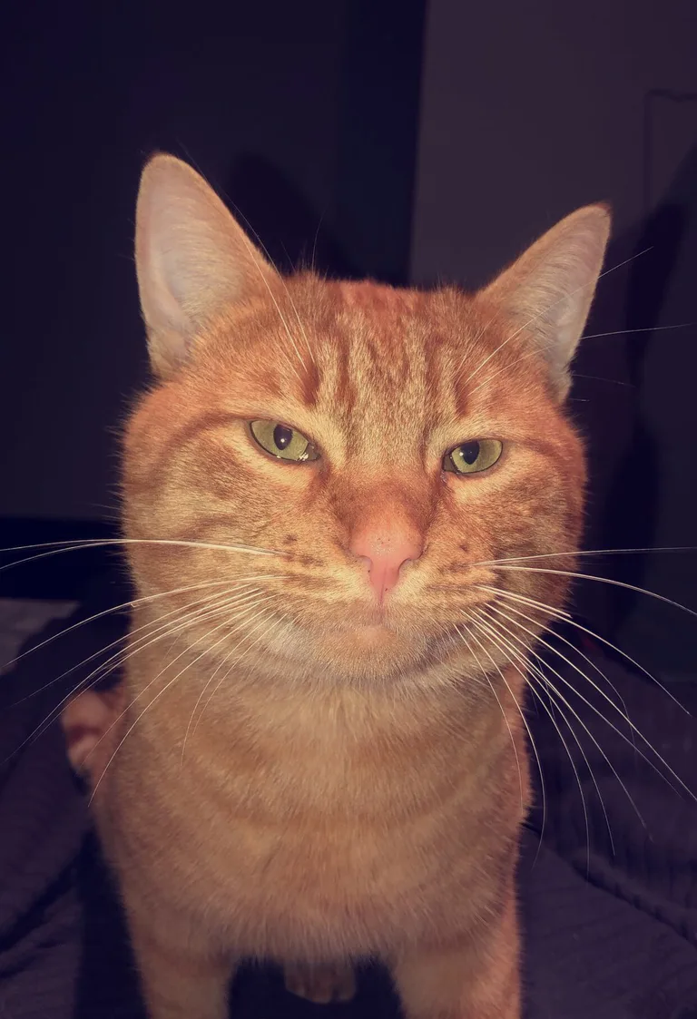Whisky