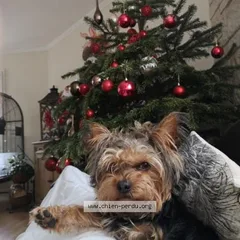 Chien perdu Yorkshire Terrier