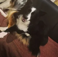 Chien perdu Border Collie