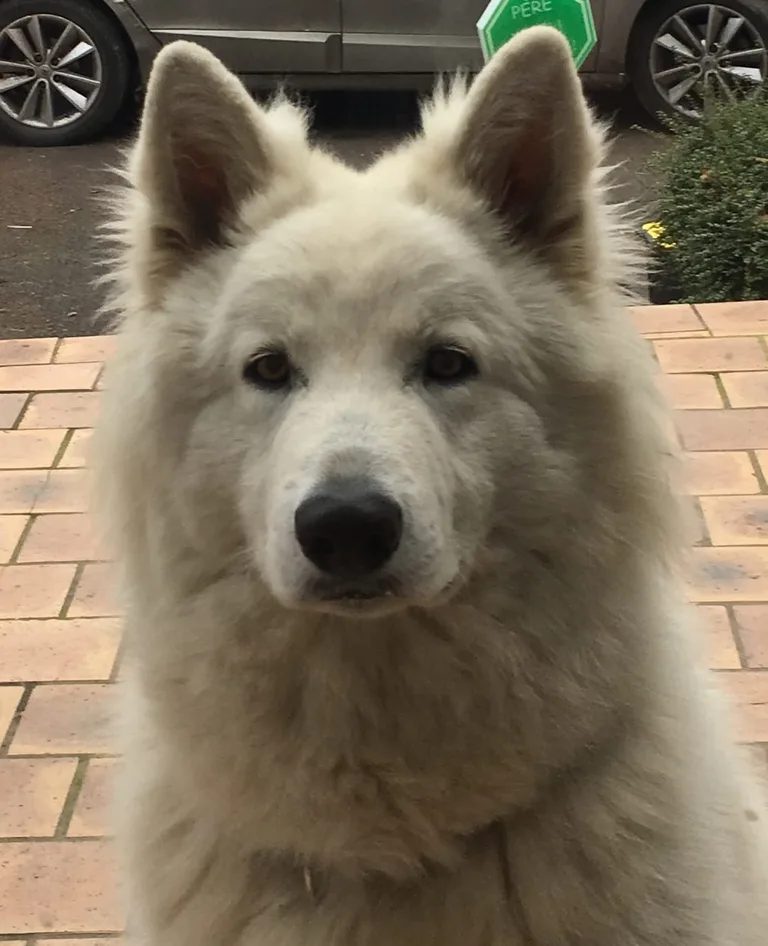 Django