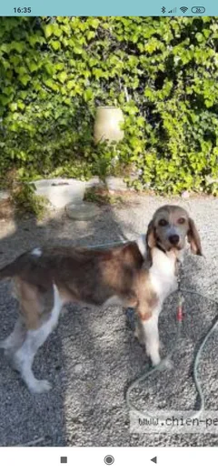 Chien perdu Griffon Nivernais