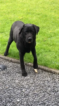 Chien perdu Labrador-Retriever