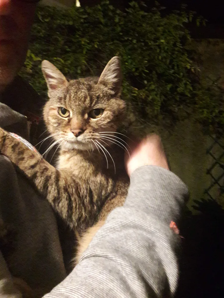 Chat trouvé