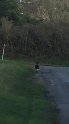 Chien trouvé Border Collie