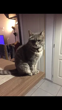 Chat perdu Européen