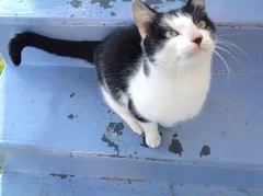 Chat trouvé Européen