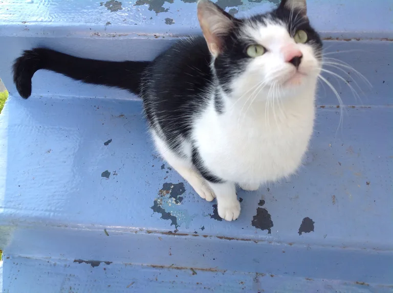 Chat trouvé