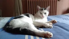 Chat perdu Européen