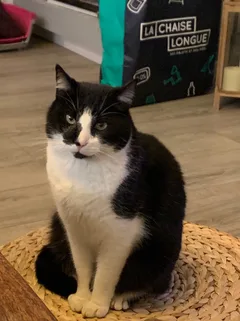 Chat perdu Européen