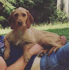 Chien perdu Griffon Fauve de Bretagne