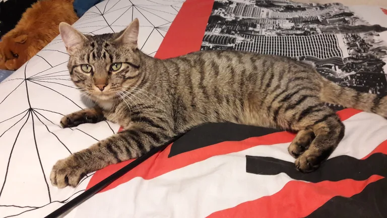 Chat trouvé
