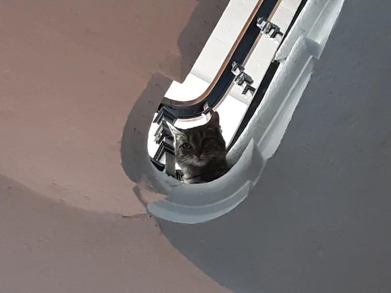 Chat trouvé