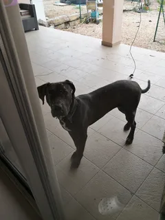 Chien perdu Cane Corso