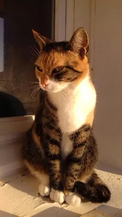 Chat perdu Européen