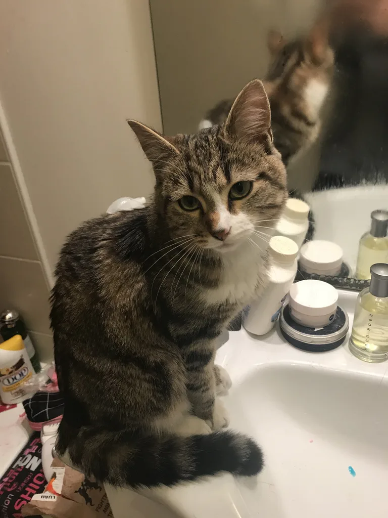 Chat trouvé