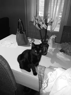 Chat perdu Chat Sauvage d'Europe