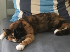 Chat perdu Européen
