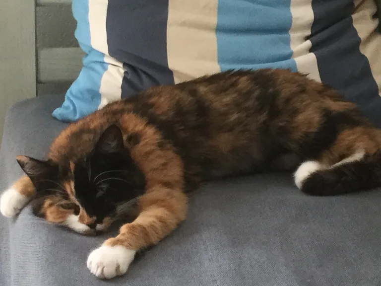 Calypso