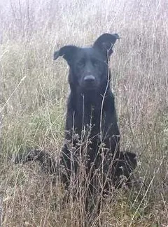 Chien perdu Beauceron