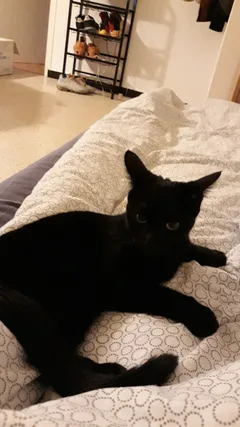 Chat trouvé Européen