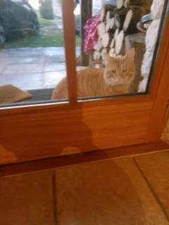 Chat trouvé Sans race particulière