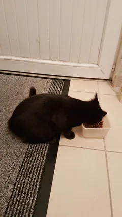 Chat trouvé Européen