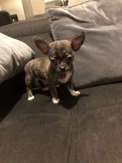 Chien perdu Chihuahua