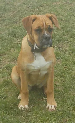 Chien perdu Boxer