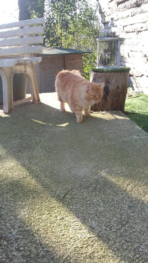 Chat trouvé