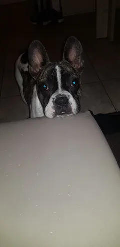 Chien perdu Bouledogue Français