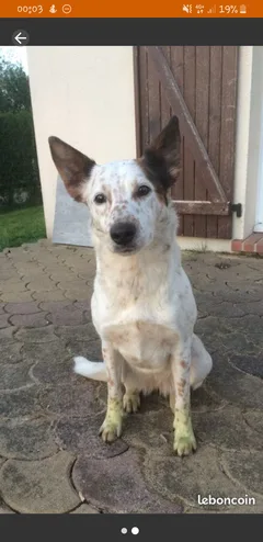 Chien perdu Border Collie