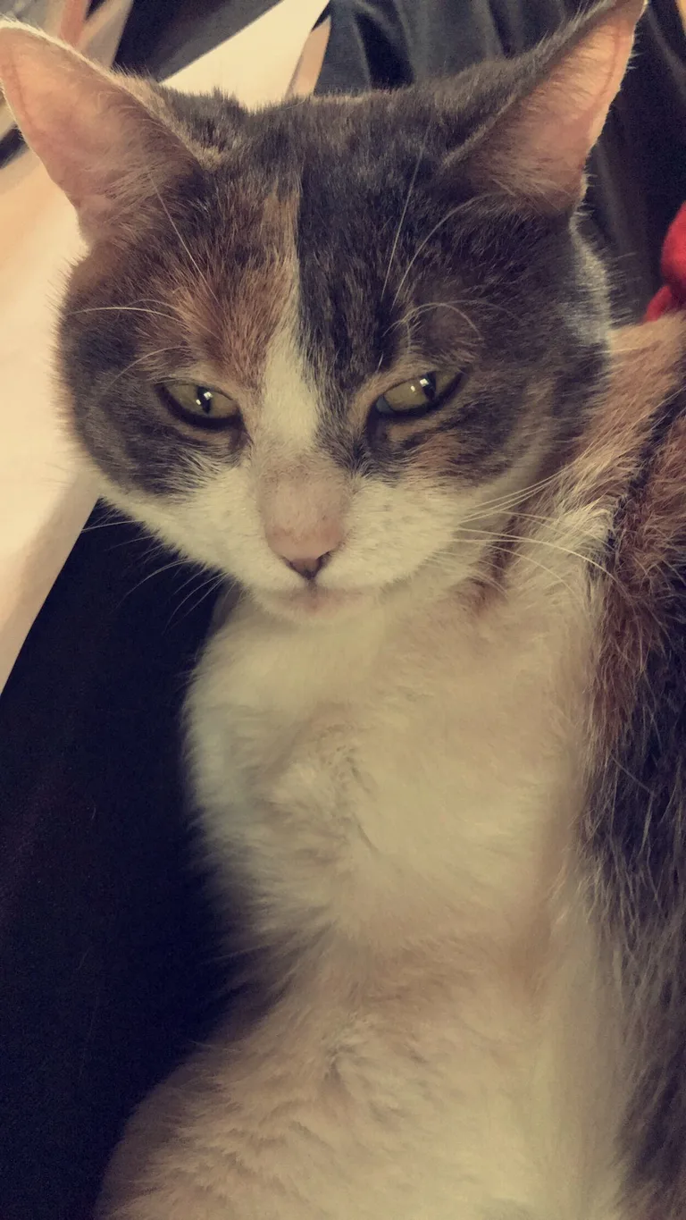 Nala / Nanou