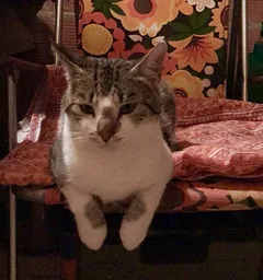 Chat perdu Chat Tigre