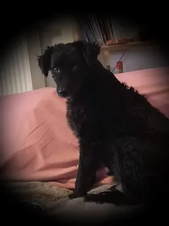 Chien perdu Croisé