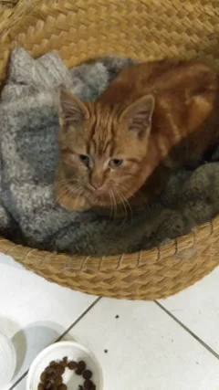 Chat trouvé Européen