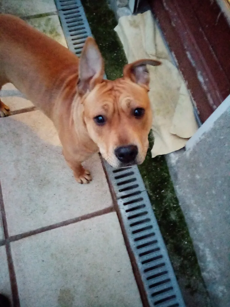 Chien trouvé