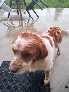 Chien trouvé Epagneul Breton