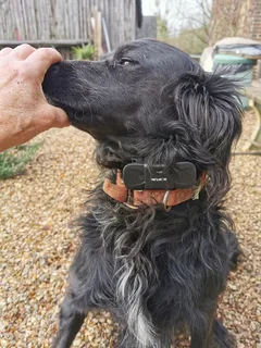 Chien perdu Croisé
