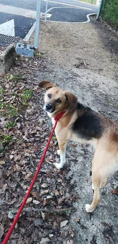 Chien perdu Berger Australien