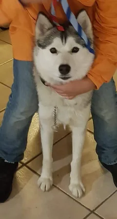 Chien perdu Husky Sibérien