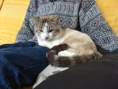 Chat trouvé Siamois