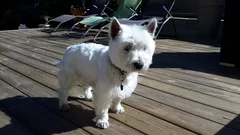 Chien perdu West Highland White Terrier