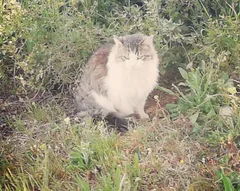 Chat perdu Sans race particulière