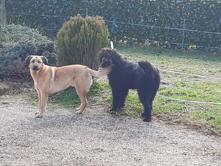 Ostral et Olympe