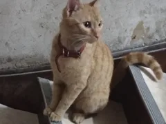 Chat trouvé : Chat Sauvage d'Europe