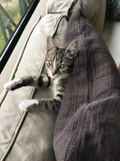 Chat perdu : Européen (PHOEBE)