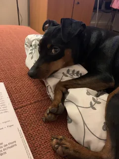 Chien perdu : Pinscher (Mangue)