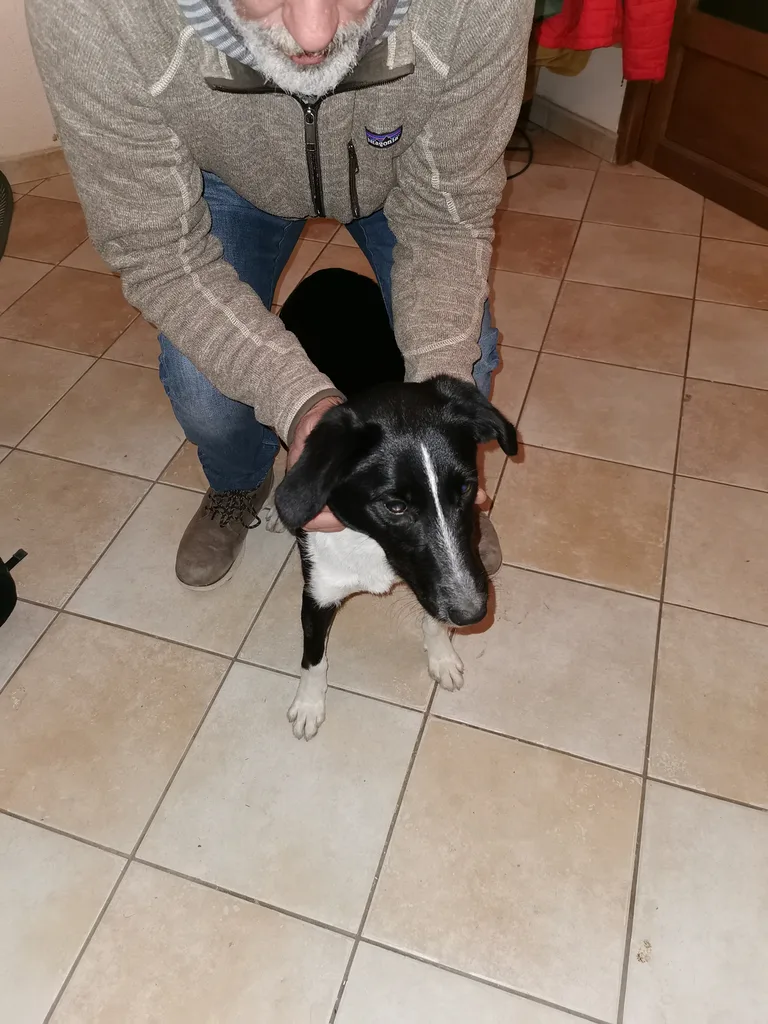 Chien trouvé