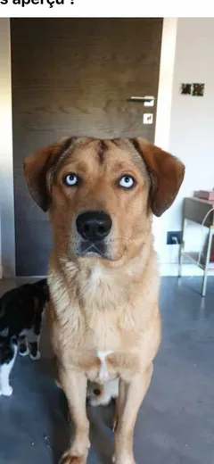 Chien perdu Labrador-Retriever