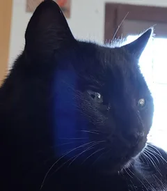 Chat perdu Européen